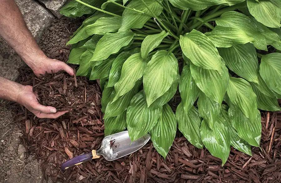 Mulching